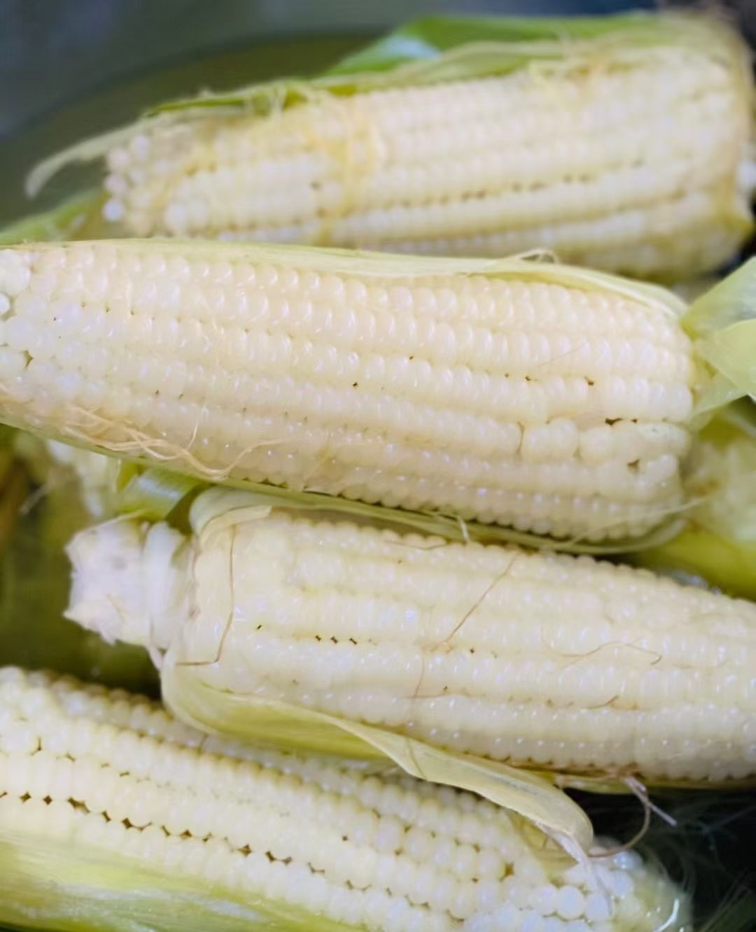 高山生长的白玉米__财经头条