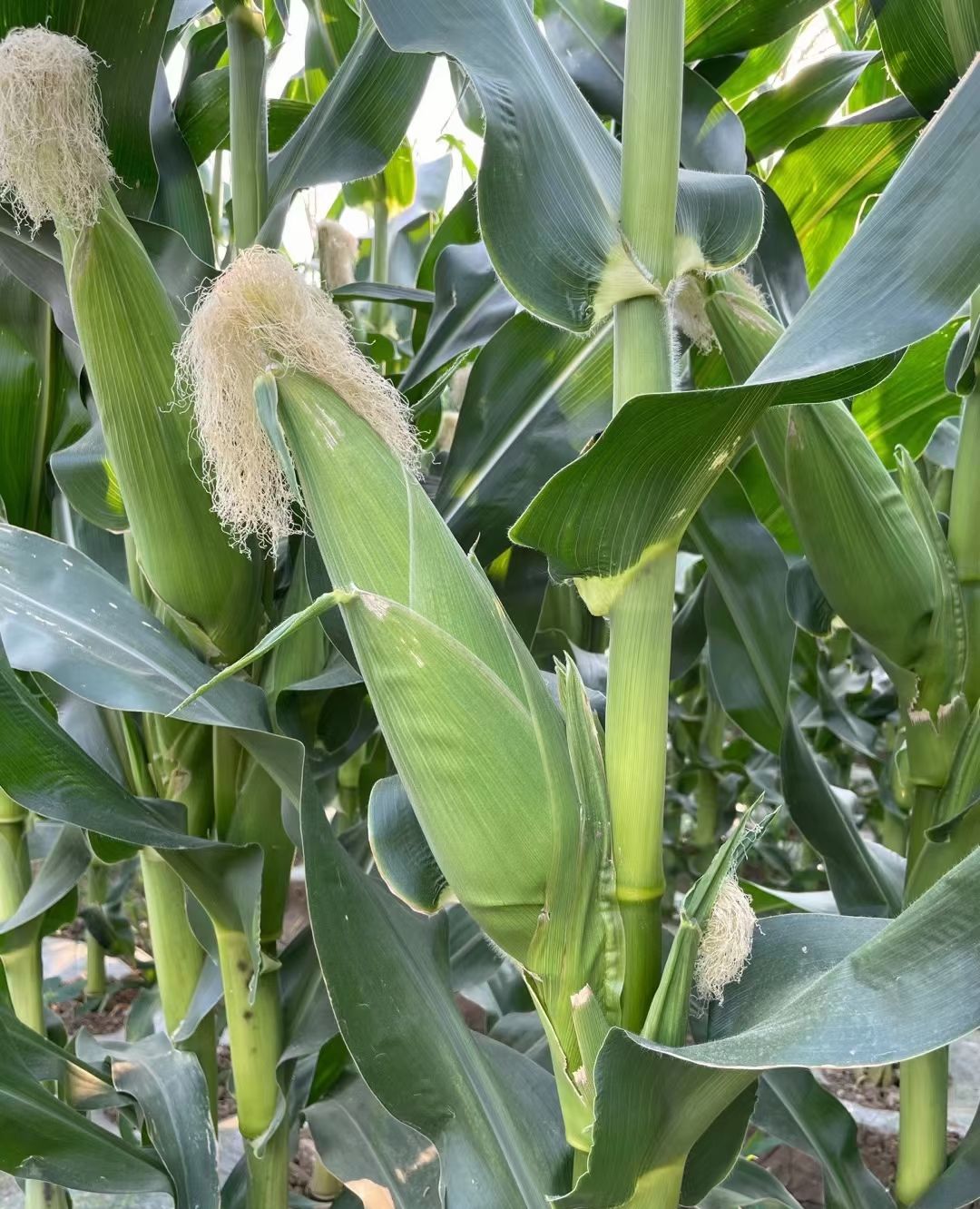 高山生长的白玉米__财经头条