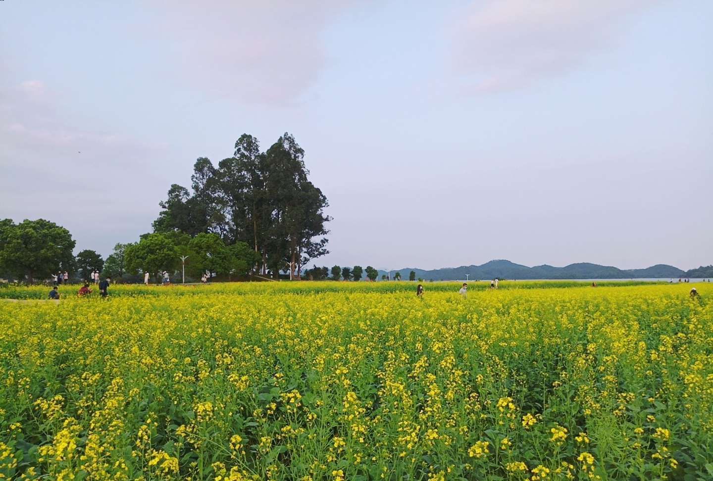 黄色海洋!打卡大沙大塘面网红村_高清图集_新浪网