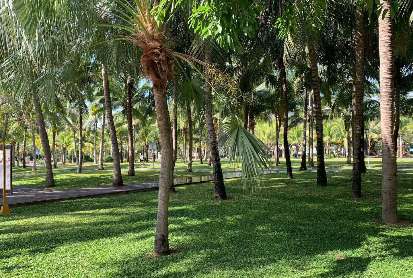 在椰树的树荫下,感觉不到夏日的炎热_高清图集_新浪网