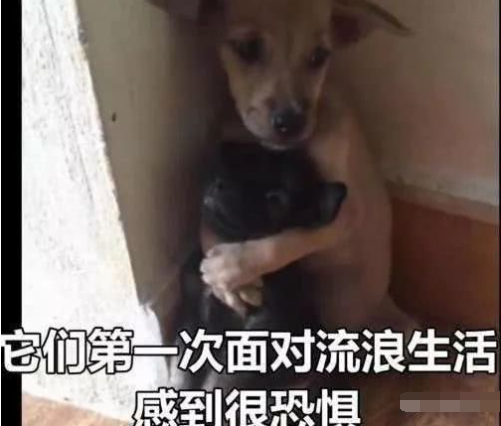 狗狗被主人抛弃变成流浪狗,哥哥一直双手抱着弟弟直到找到新主人休闲区蓝鸢梦想 - Www.slyday.coM 狗狗被主人抛弃变成流浪狗,哥哥一直双手抱着弟弟直到找到新主人休闲区蓝鸢梦想 - Www.slyday.coM