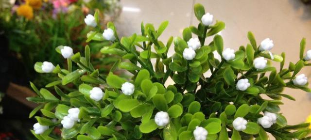 米兰花怎么养?注意几点,让它枝繁叶茂!