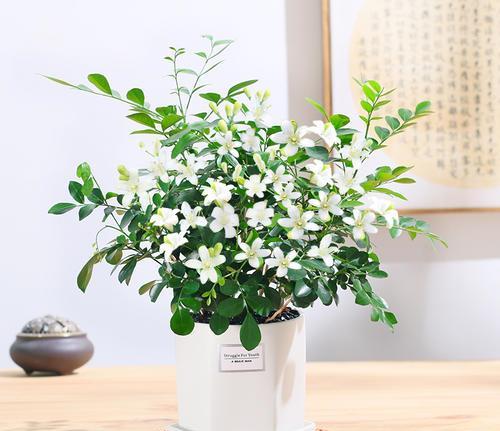 九里香的寓意与风水(九里香的养殖方法和注意事项)