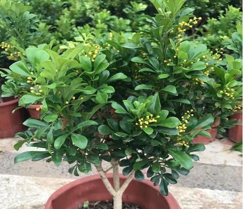 你以为这是黄杨吗其实是室内比较常见的浓香型植物米兰