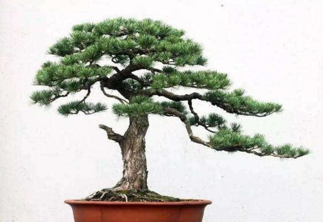 松树盆景上盆,做好几个关键点,树桩长势旺,好造型松树盆景上盆,做好几