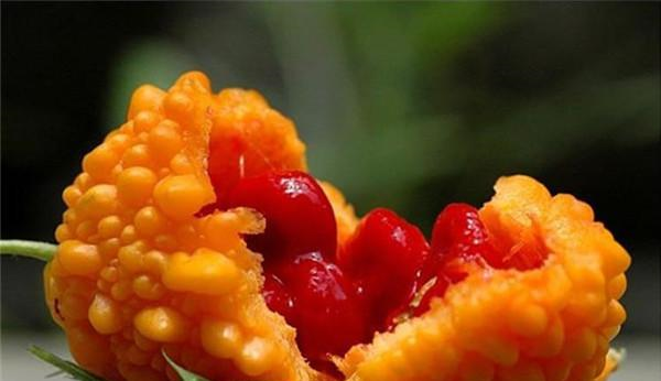 这种金黄色水果,外行人只懂得吃皮,识货人都吃它的籽|金铃子|苦瓜