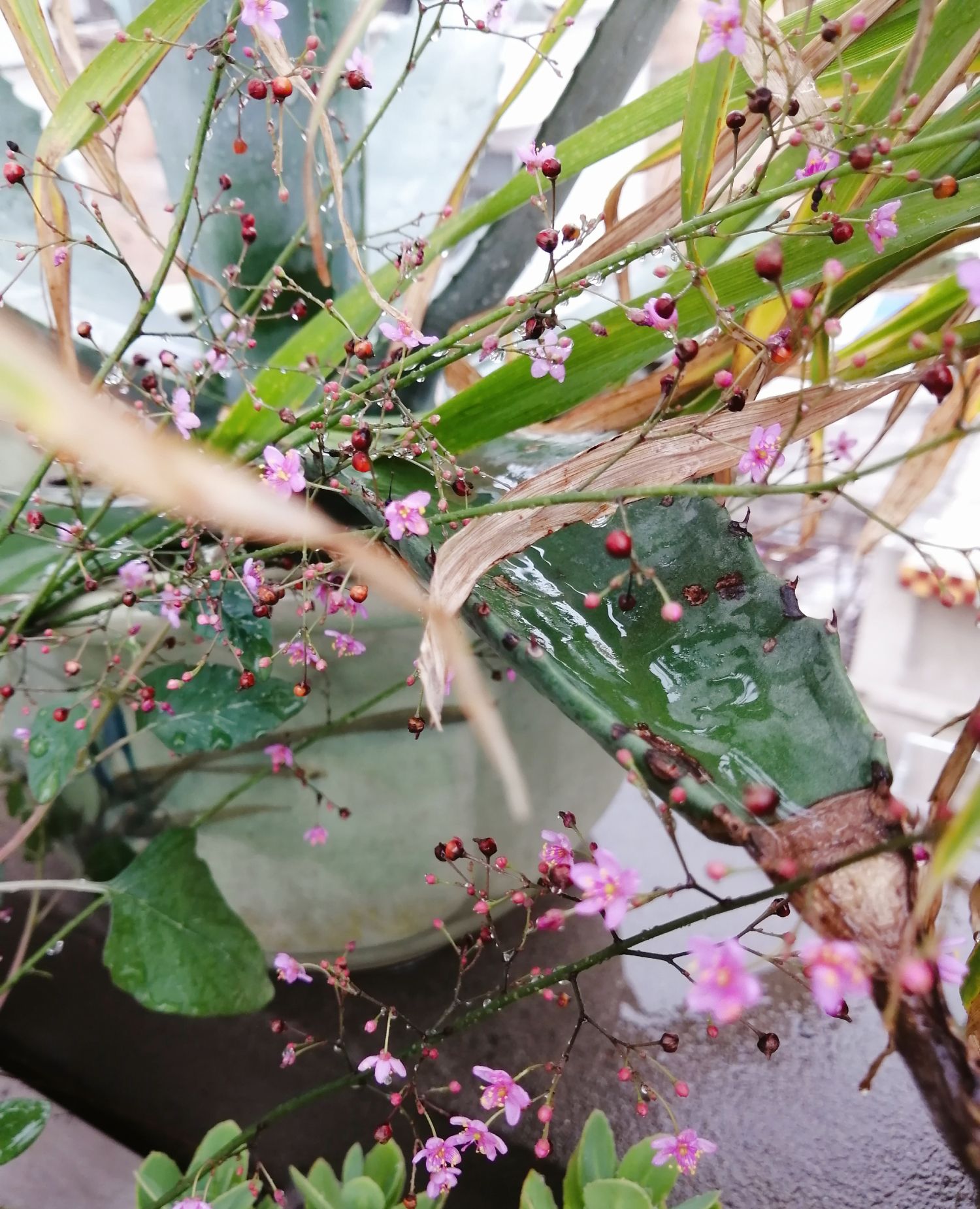 花不在大 不在多 喜欢就好 花不在大 不在多 喜欢就好