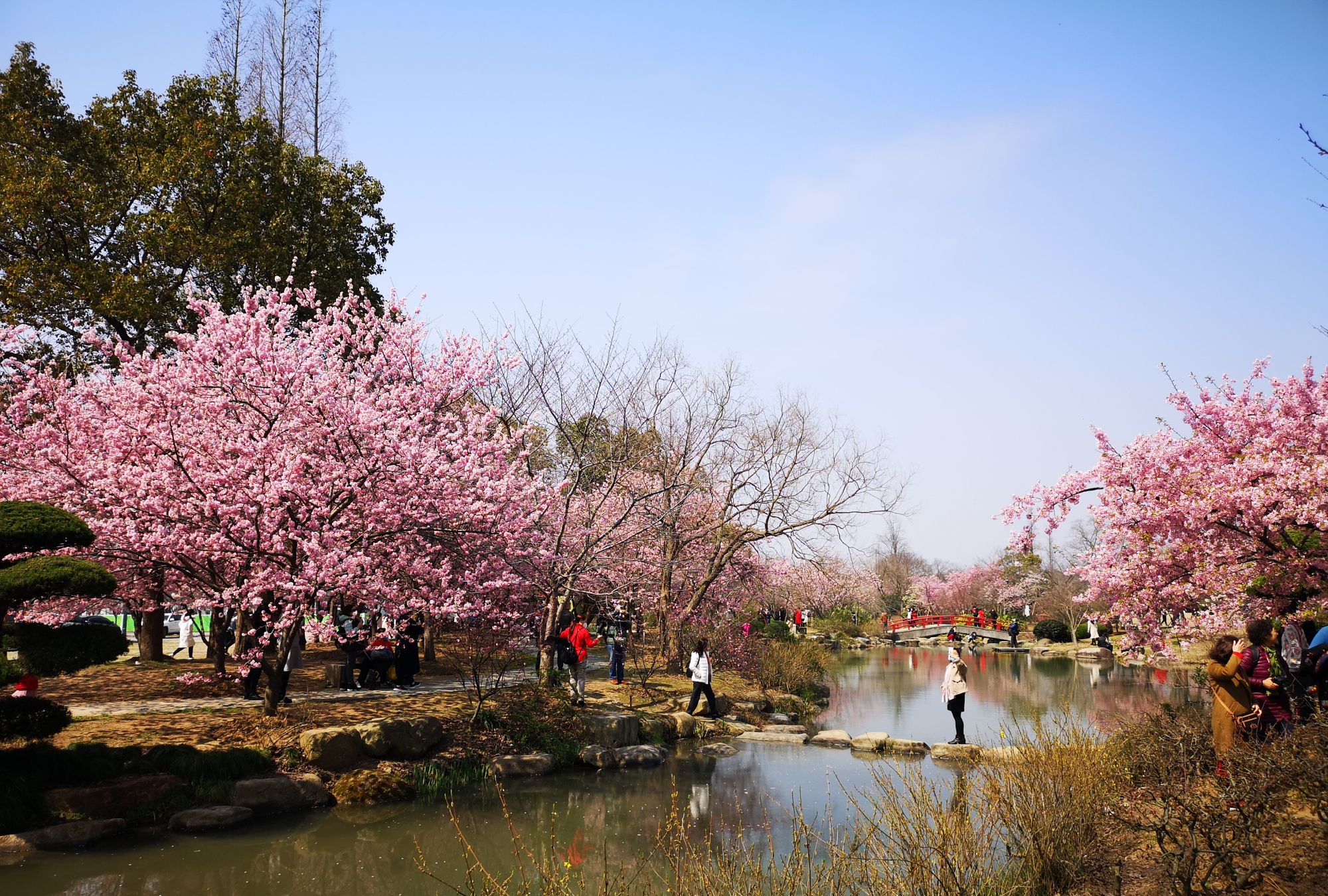 樱花谷的樱花惹得游人醉