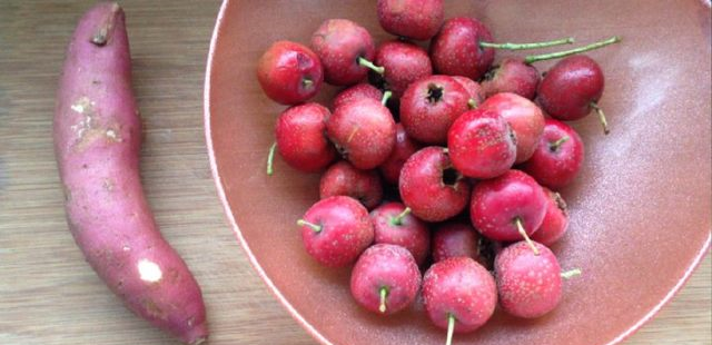 怎么做山楂葫芦 b4f1-46524b0f3f1d17fd48b6644474b353e8.png