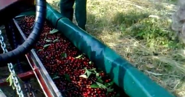 “这种水果”在<a href=