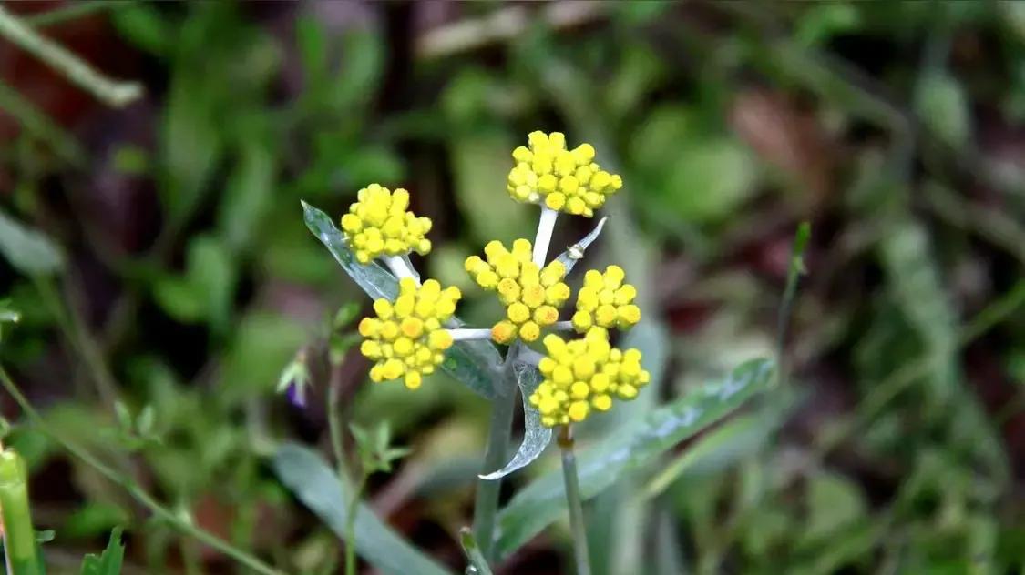 清明草,就是鼠曲草,一种很有讲究的草__财经头条