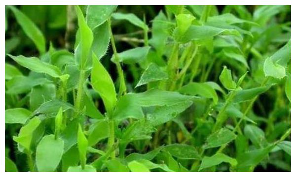 山林里被"埋没"的野草,曾经让农民头疼,现在价值不菲!