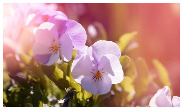 7月16日 22日星座运势 以守为攻 出类拔萃的四大星座 星座 运势 立足点 新浪新闻