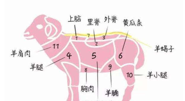 这才是羊身上最好吃的,很多人不好意思买,老板:来买的都是行家|羊蝎子