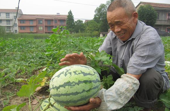 西瓜怎么挑（西瓜怎么挑选）