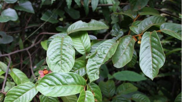 荒野维生野菜系列酒饼婆