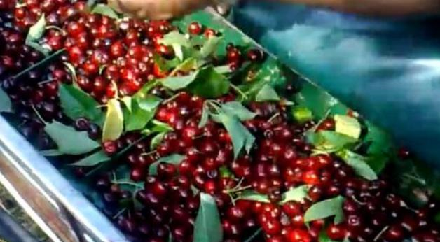 “这种水果”在<a href=