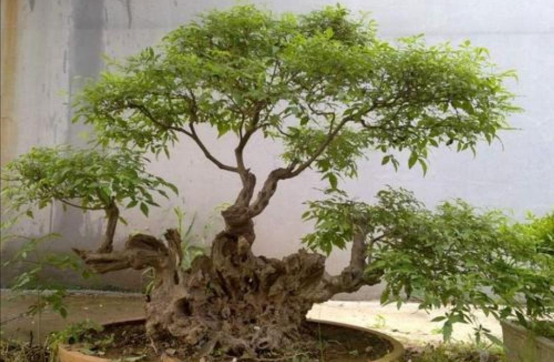 黄荆盆景冬天怎么养护做好这几点长得枝繁叶茂