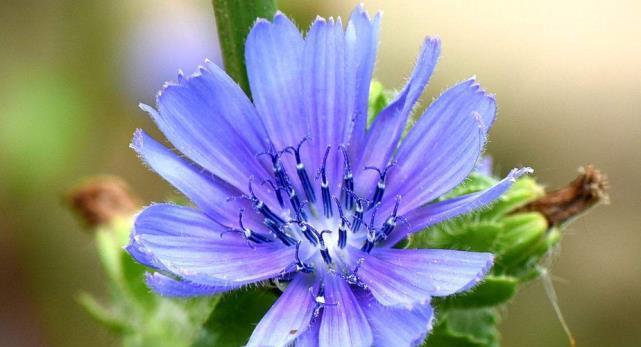 菊苣怎么养 养菊苣常见解答 养好菊苣秘诀