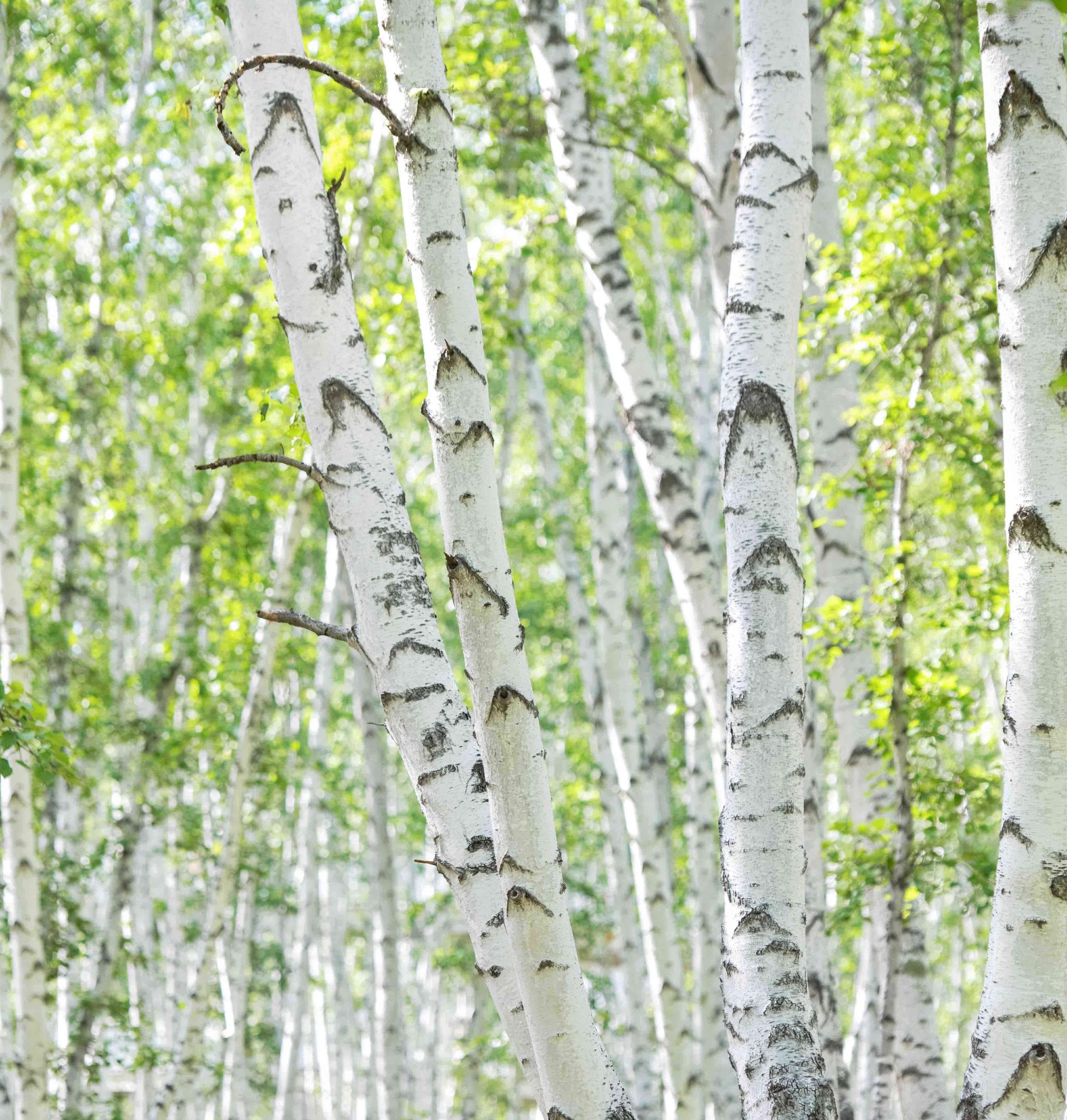 俄罗斯人嫁娶女儿时也会有白桦林树枝的加持,在悠扬的歌声中姑娘们对