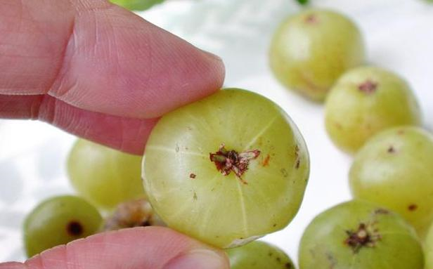 而且刚开始吃的时候是苦味,后来越吃越甜,这样的水果虽然看起来不是