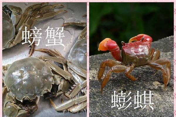 这生物比螃蟹还没肉,遭北方嫌弃不够塞牙缝,南方却说暴殄天物__财经
