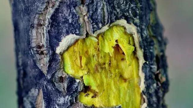 此为珍贵的“黄檗”,请谨记树干外貌,家乡见到,要保护|黄檗|树干|外貌_新浪新闻