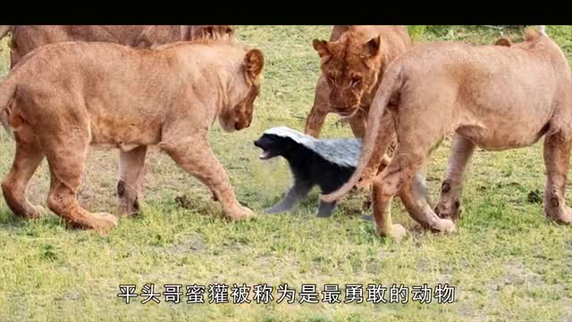 猛兽大对决当平头哥蜜獾遇上科莫多巨蜥谁才是真正的王者