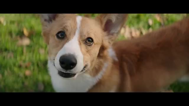 一条狗的使命:柯基爱上大狼狗,满脑子都是她,主人都不要了