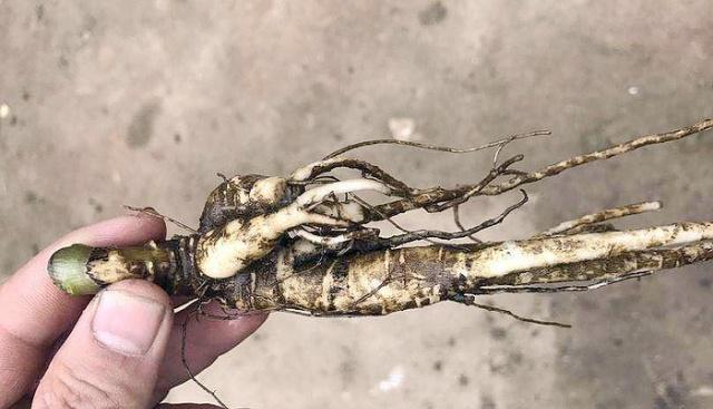 农村屋顶上这种野草根有补血益气的功效人称土人参