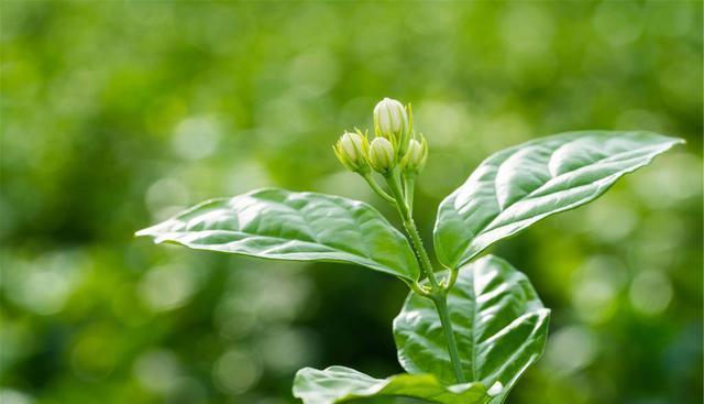 茉莉花开花时,别做4件事,否则花苞花朵"哗哗"掉