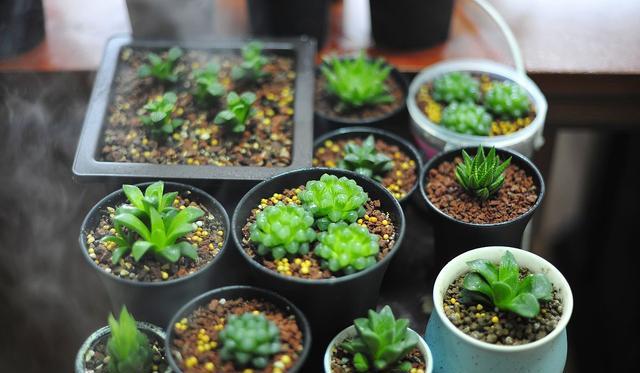 室内多肉植物为何容易 枯萎 找准2个原因 保证植 多肉植物 枯萎 养护 新浪新闻