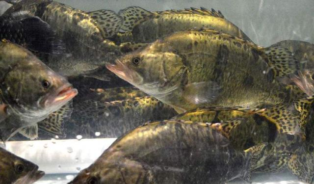 中国最好吃的3种鱼，全听说过说明很牛，吃过1种说明你绝对是土豪休闲区蓝鸢梦想 - Www.slyday.coM