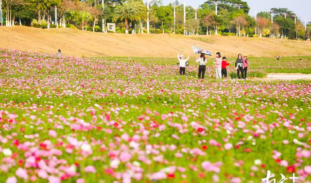 宝藏花海上线三水芦苞涌两岸铺开新春醉美画卷