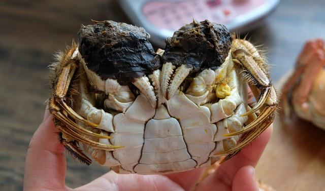 闺女最爱吃的阳澄湖大闸蟹,蒸着吃最鲜美,蒸的方法要注意|螃蟹|阳澄湖