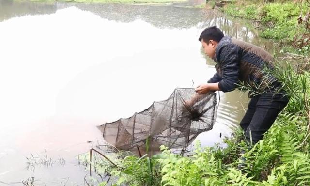 小伙去河里收地笼就喜欢收这个地笼每次都可以收获到许多野货