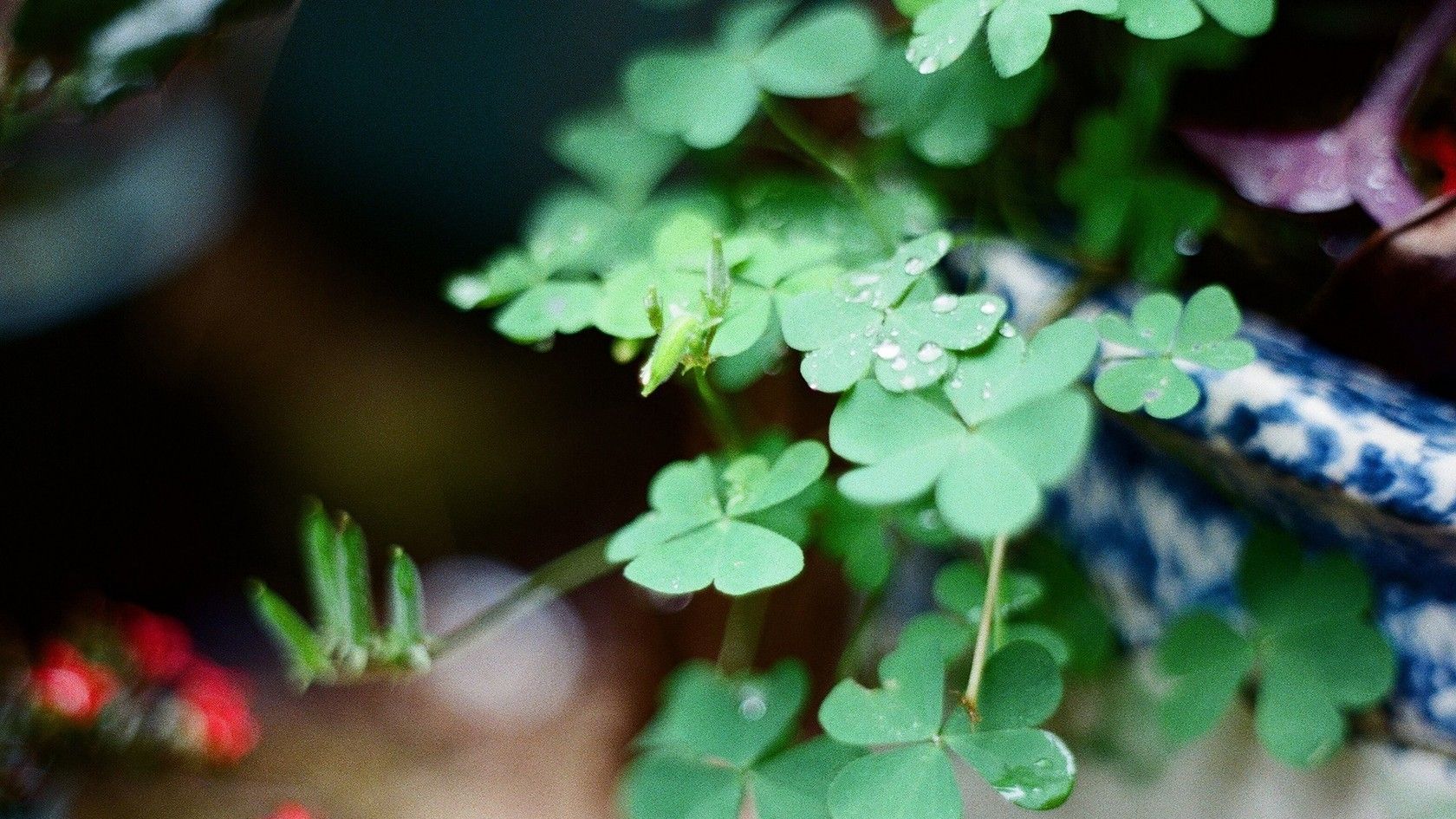 图集 分享一组四叶草壁纸 祝大家幸运常在
