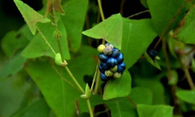 农村这种老虎刺如今珍贵而稀少具有清热解毒的作用