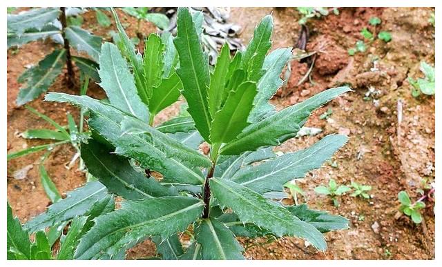 俗称"七七菜"其貌不扬,却是祛瘀消肿良药,如今9元1斤