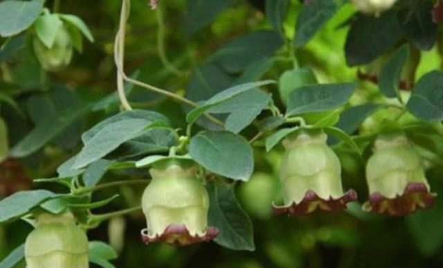 湖南大哥上山遇名贵中药,俗称"山海螺",挖出根部似膨