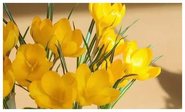 7月23日星座日运 狮子运气一般 水瓶中规中矩 双鱼好坏参半 运气 水瓶座 双鱼座 新浪新闻