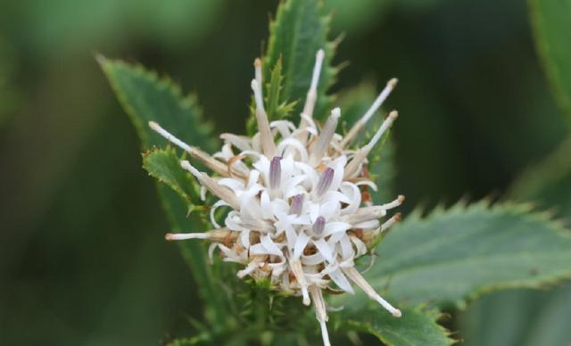 这种"野草"以前很常见,农民不知是一味良药50元一斤