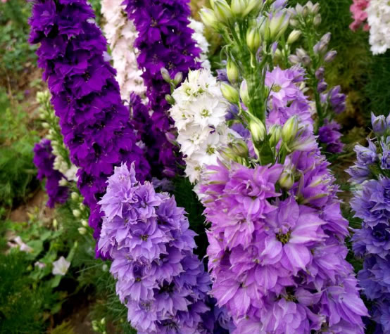 它名"大花飞燕",花朵又大又密,一枝开100朵,好看好养