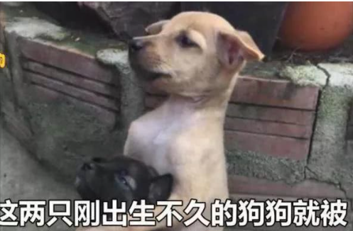 狗狗被主人抛弃变成流浪狗,哥哥一直双手抱着弟弟直到找到新主人休闲区蓝鸢梦想 - Www.slyday.coM 狗狗被主人抛弃变成流浪狗,哥哥一直双手抱着弟弟直到找到新主人休闲区蓝鸢梦想 - Www.slyday.coM