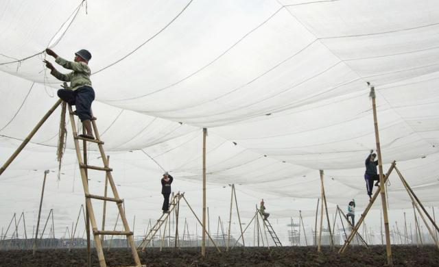 雪茄排行_中国雪茄十大品牌排行榜(2)