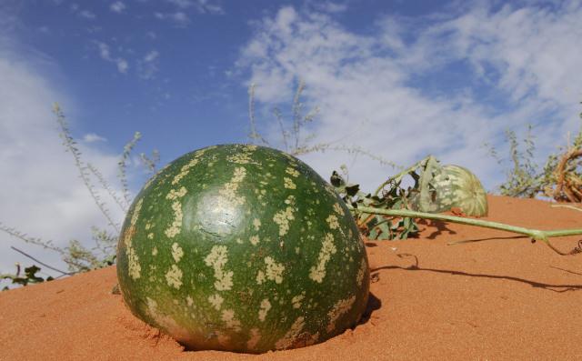 为什么沙漠里的西瓜不能摘并非海市蜃楼吃一口悔恨终生