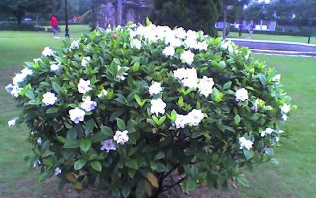 栀子花真难养教你4点关键玩转栀子花树