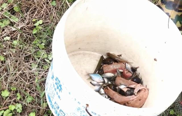 小伙去河里收地笼,就喜欢收这个地笼,每次都可以收获到许多野货|侵权