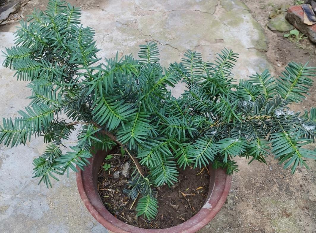 红豆杉盆景,夏天容易黄叶干焦,做好4点要求,植株长势茂盛