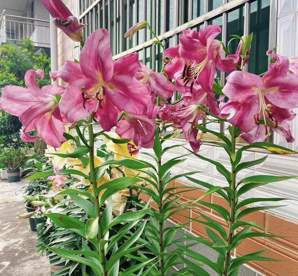 百合配秋天,都是好季节,蹭蹭窜新叶|百合花|百合|种球_新浪新闻